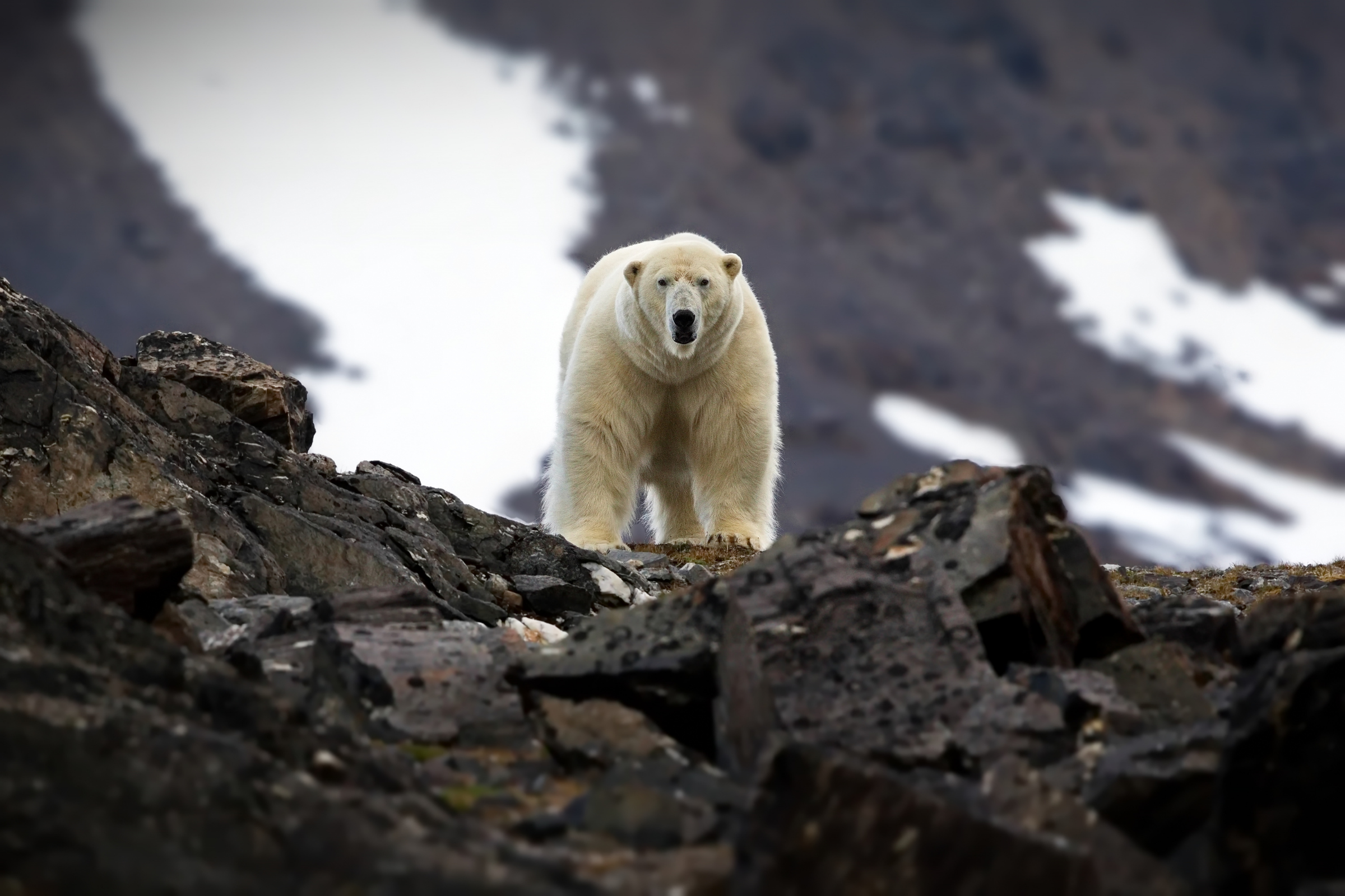 soraust-svalbard nature reserve.webp